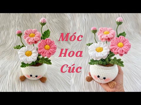 Chậu hoa cúc