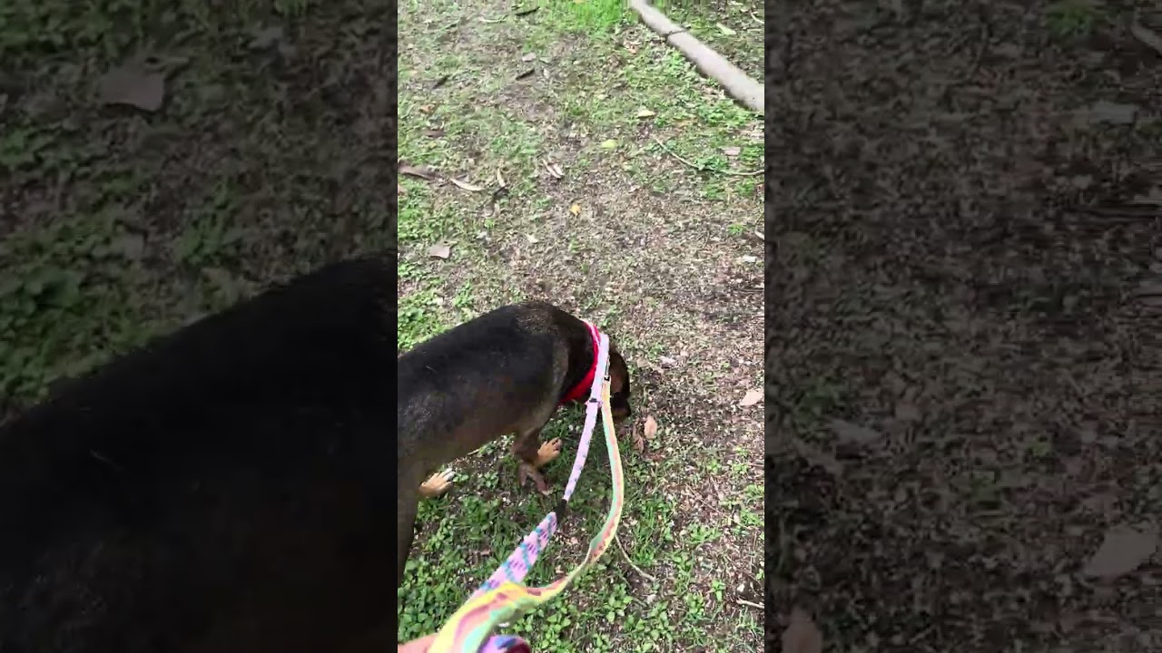 Enlarge Lizzie, a Adoptable mixed breed in Gig Harbor, WA video 5/6