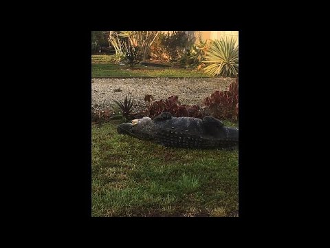 Watch: Alligator captured near school bus stop in Florida