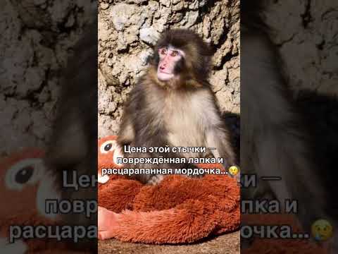 История маленького макака Панча 🥺 Трогательное видео про одиночество и доброту