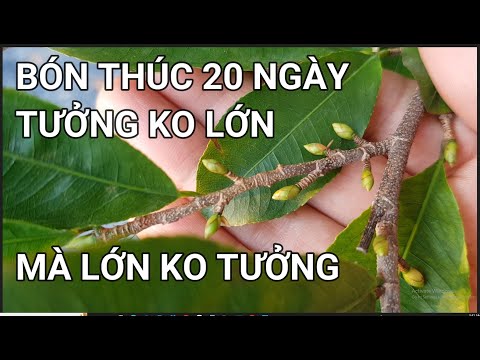 🔴 QBS22307 - XEM NỤ MAI GIỮA THÁNG 10 LỚN RẤT NHANH |CÁCH CHĂM SÓC MAI VÀNG MIỀN BẮC NỞ HOA ĐÚNG TẾT