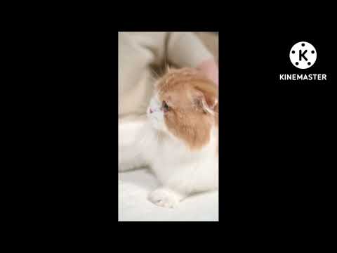 Cute cat videos, Cute animal videos