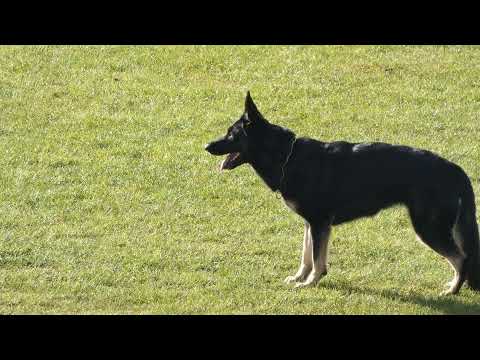 WUSV 2021  DEU 3 - OLIVER ULBRICH BERTA VOM WOLFSGRABEN B 87