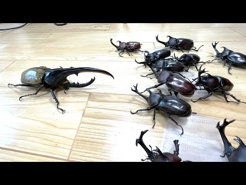 カブトムシの足は何対ありますか?