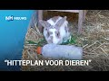 Hittegolf: zo zorg je dat dieren koel blijven