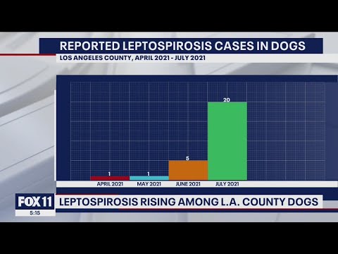 Rare dog disease on the rise in West LA