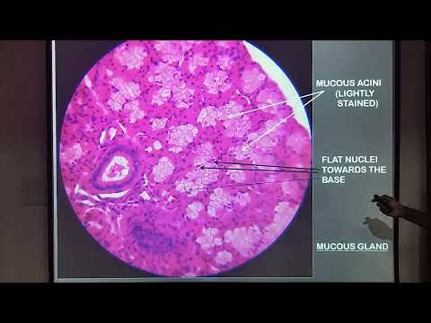 Histologie der Schleimhaut der Speicheldrüse