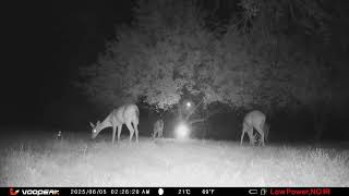 Archive Files of Trail Camera 3 Compilation 20250609 D