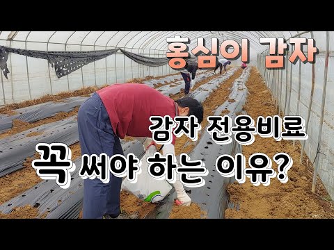 , title : '감자 재배법 감자 전용비료를 꼭 넣어야 하는 이유는 ? potato growing method potato exclusive fertilizer'