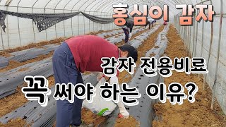 감자 재배법 감자 전용비료를 꼭 넣어야 하는 이유는 ?