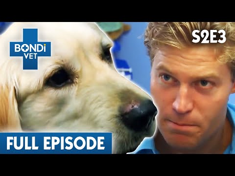 Golden Retriever’s Last Chance Surgery | Bondi Vet Season 2 Ep3 | Bondi Vet Full Episodes| Bondi Vet