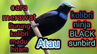 Download lagu cara merawat burung kolibri ninja black sunbird at... mp3