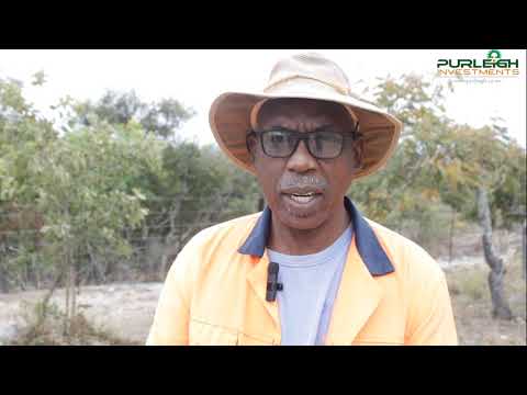 Dr James Chipunza Tobacco Farmer