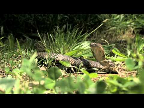 YouTube Video C0Jl8RTFdJ4