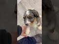 Mini Bernedoodle dogs for sale: Rocket - Video 1