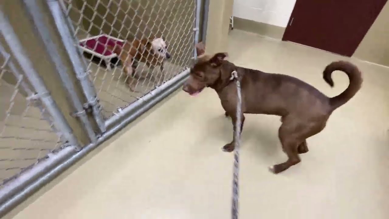 Enlarge Bear #22355, a ADOPTABLE mixed breed in Monroe, GA video 3/3