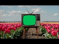 Retro TV In A Tulip Field Green Screen Animation