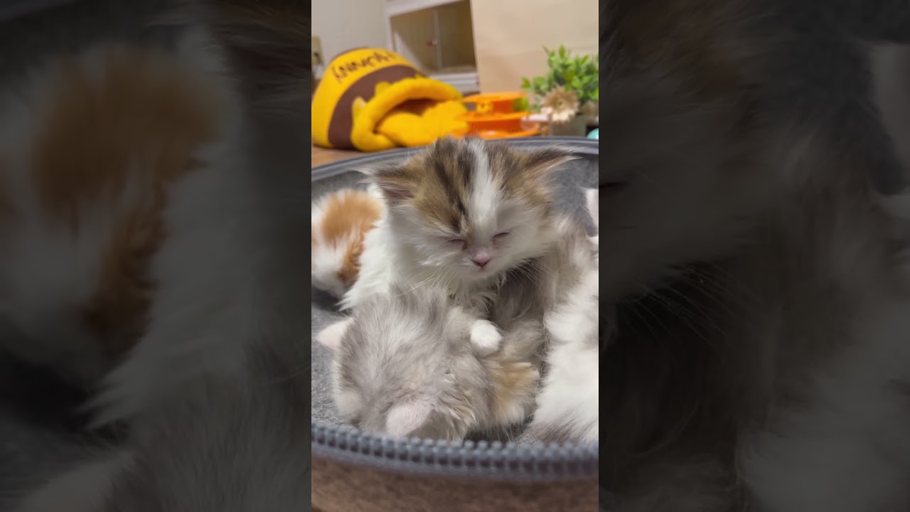 さっきまで元気だったのに… #ねむねむ #ウトウト #子猫 #猫のいる生活 #sleepy #kitten #cat #catsoftiktok #sleepycat #癒し