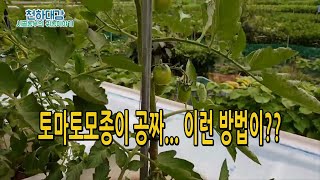 토마토모종 공짜로 얻는방법 2가지 / 토마토 키우기 노하우