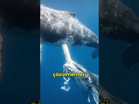 Yavru Balinalar Sütü Neden Çiğniyor?