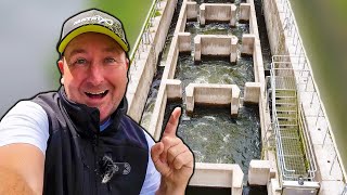 How the Holt Fish Pass has changed fish migration on the River Severn!