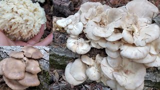 เก็บสารพัดเห็ดในป่าใกล้บ้าน 31/12/21