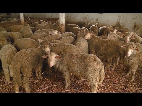 bárány és férgek