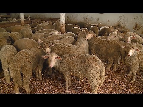 hogyan lehet kimutatni a pinwormokat a testben tisztítás a férgek ellen