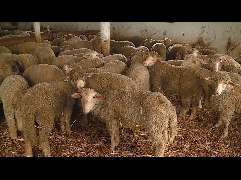 emberi paraziták paraziták elleni védekezési módszerek