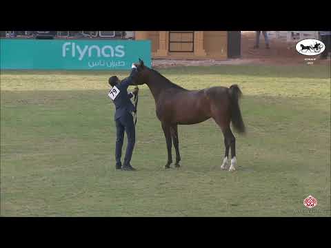 N 79 HILALIYAT AL KHALEDIAH   PSAIAHF 2022   Fillies 3 Years Old Class 3