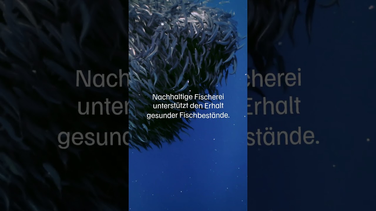 Fischbestände erhalten durch MSC-zertifizierten Fischfang 🐟