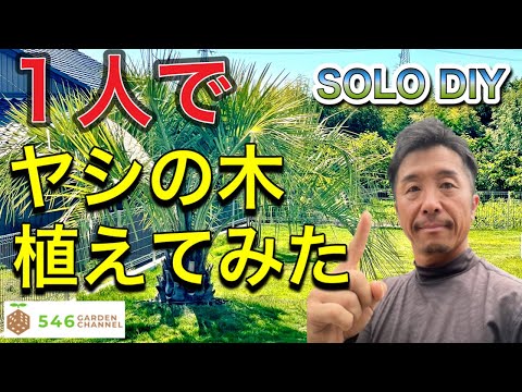 園芸 ソンブレロヤシ、プエルトリコヤシ、ハットヤシ