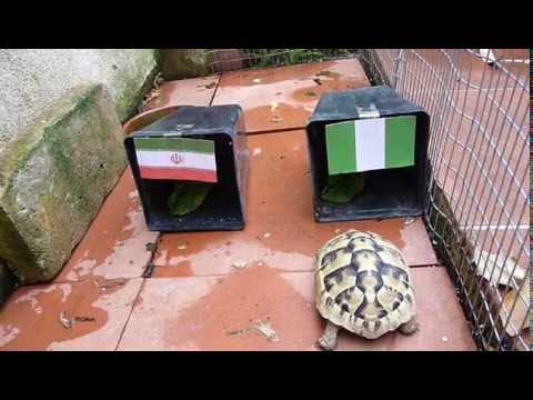 Tartaruga dei Mondiali 2014 - Iran vs Nigeria (16/06/2014)