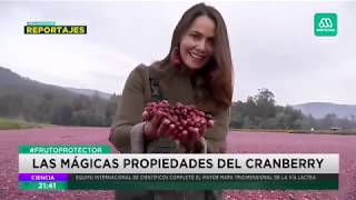 Download lagu Cranberry: Un tesoro cargado de propiedades medicinales mp3 Download lagu Cranberry: Un tesoro cargado de propiedades medicinales mp3