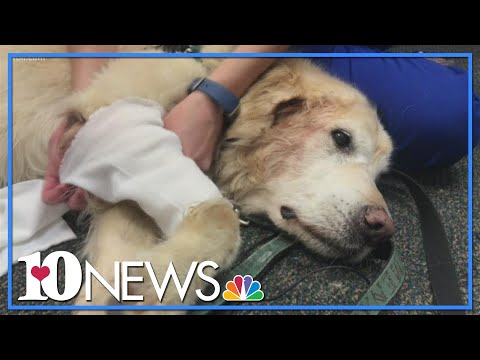 YouTube video about: How to treat elbow calluses in dogs?