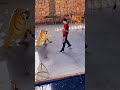 Tiger Trainer In The Circus ️