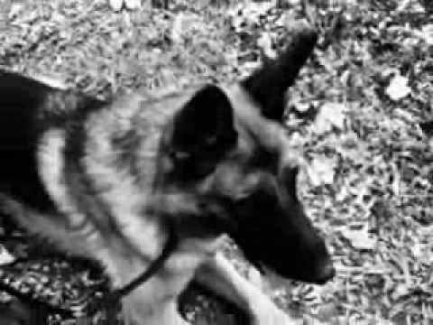 ***VOJSKA SRBIJE*** sa moje tacke gledista