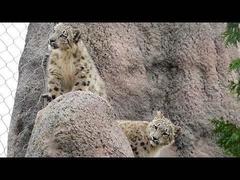 Schneeleoparden-Jungtier entdeckt erstmals einen Kürbis