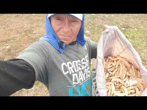 Bal gravações Cuité de Mamanguape está ao vivo!