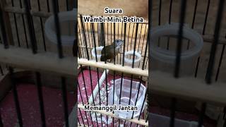 Download lagu Suara Wambi Mini Betina Panggil Jantan | Pancingan Ampuh Biar Cepat Gacor. #wambimini #shorts mp3
