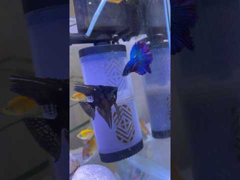 Betta fish VS Angel fish fight 🔥 #fight #fish #bettafish #angelfish #shorts #trending #youtubeshort