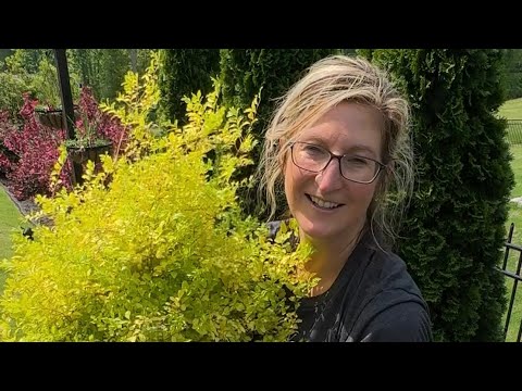 Boost Your Privacy With Shrubs! Part 2: Drip Garden Tour And Planting Tips