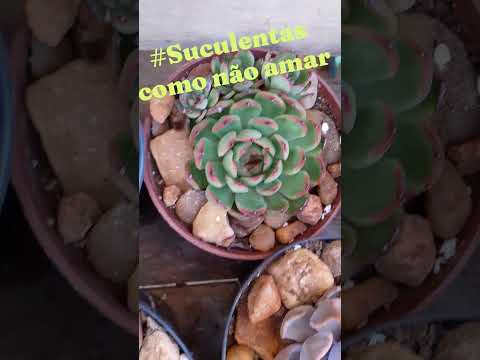 #Cachoeira do Sul, Rio Grande do Sul #Suculentasshorts