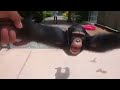 Life Could Be A Dream Monkey 10 Hours