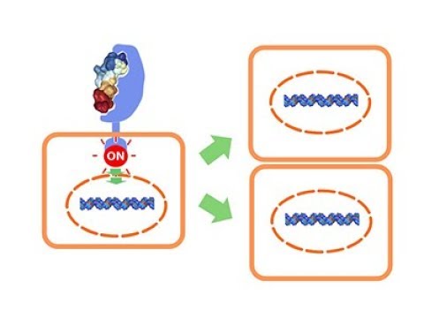 『ココカラ』Research21【HGFの再生研究から、病気の治療に！】/金沢大学研究紹介動画