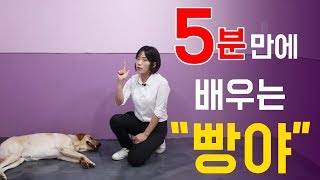 [천재견까지 도보5분] 4화 - 강아지 기다려/빵야 훈련 알려주기