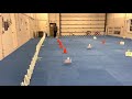 AKC Virtual Rally Novice Course 4 Golden Beauties Belle Of The Ball