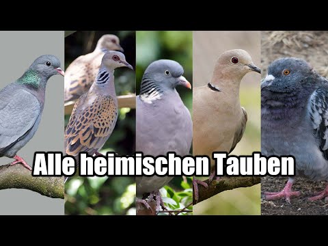 Die Taubenarten Deutschlands