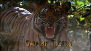 Swamp Tigers from Sundarbans, Part 1/6