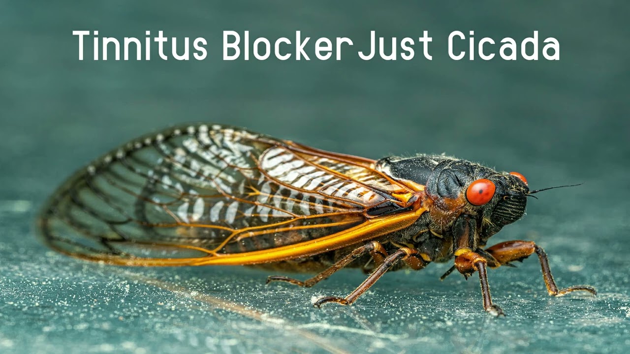 Tinnitus Therapy Just Cicada - 10 hours